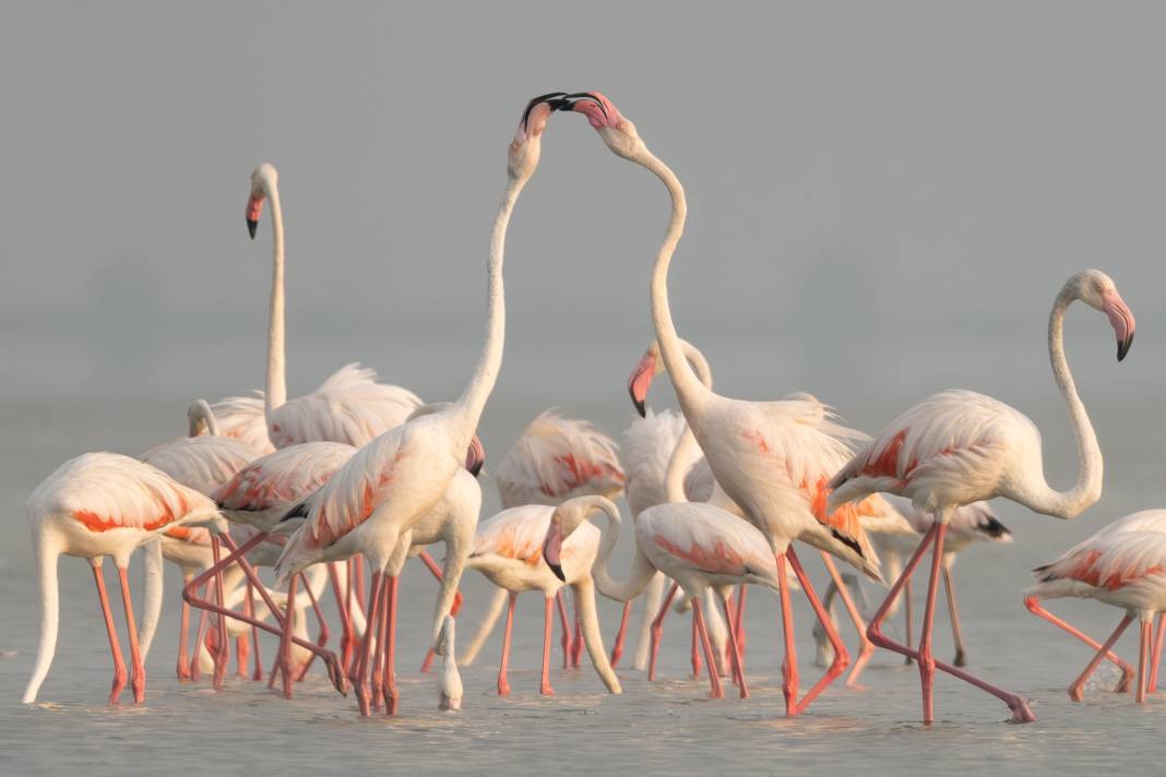 Akyatan’da Flamingo şöleni: Göç molası! - Resim: 21